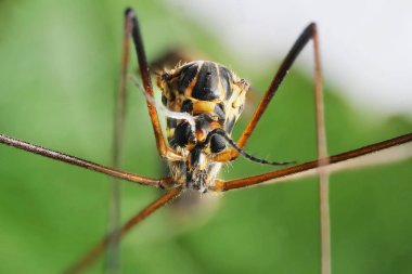 Anofel mosquito makro ölçekte üzerindeki yeşil yaprak