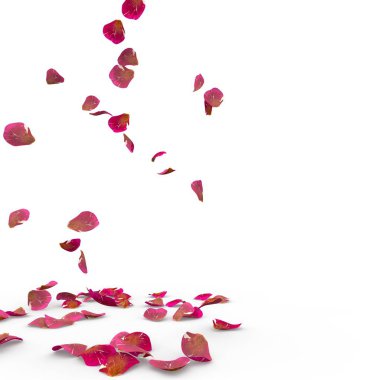 Gül yaprakları yere düşmek