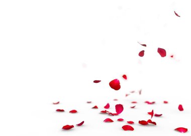 Kırmızı gül yaprakları yere düşmek