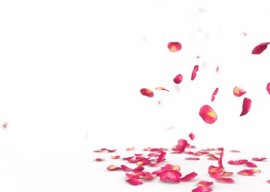 Kırmızı gül yaprakları yere düşmek