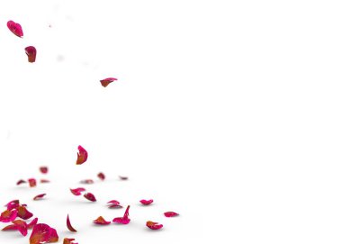 Kırmızı gül yaprakları yere düşmek