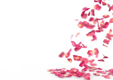 Gül yaprakları yere düşmek