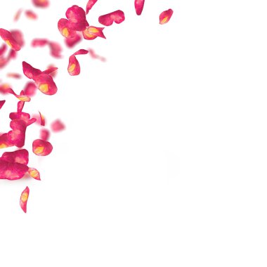 Bir yarım daire yerde dağınık kırmızı gül yaprakları