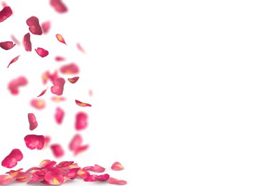 Gül yaprakları yere düşmek