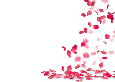 Gül yaprakları yere düşmek