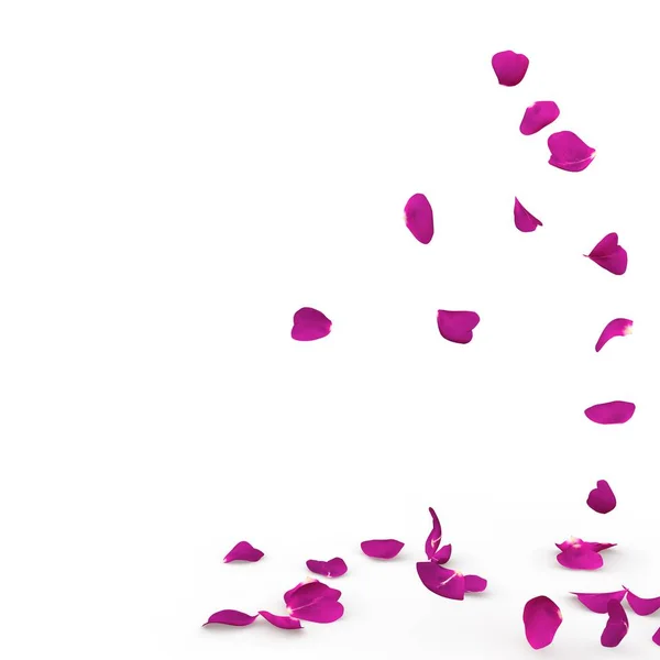 Rose petals fall to the floor — Stock Photo, Image