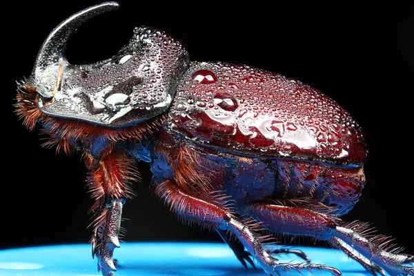 Beetle noshörning i dagg i makro skalan — Stockfoto