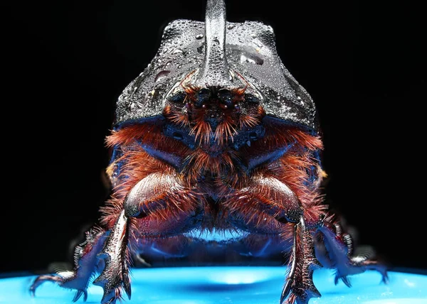 Beetle noshörning i dagg i makro skalan — Stockfoto