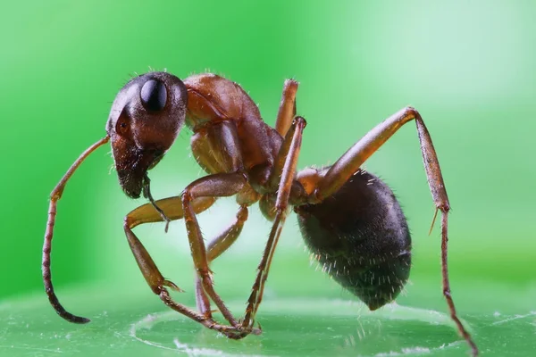 Myran i makro skalan på en grön bakgrund — Stockfoto