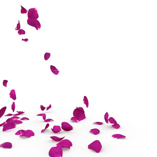 Violet rose petals fall to the floor