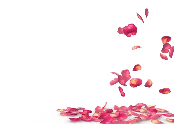 Rose petals fall to the floor — Stock Photo, Image