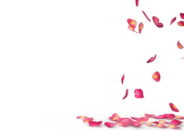 Rose petals fall to the floor — Stock Photo, Image