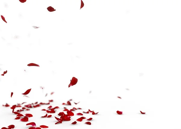 Pétalos de rosa roja caen al suelo — Foto de Stock