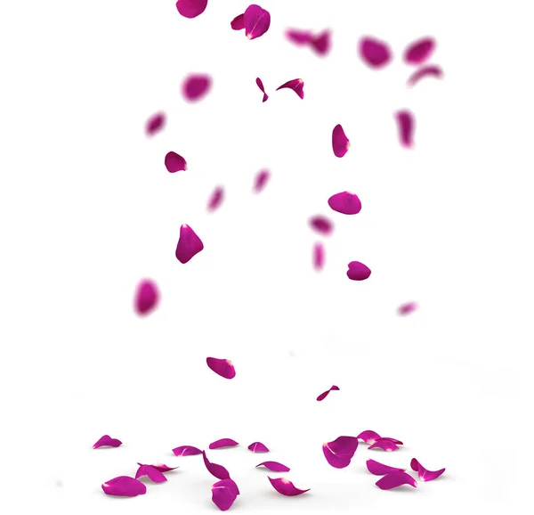 Violett rosenblad falla till golvet — Stockfoto