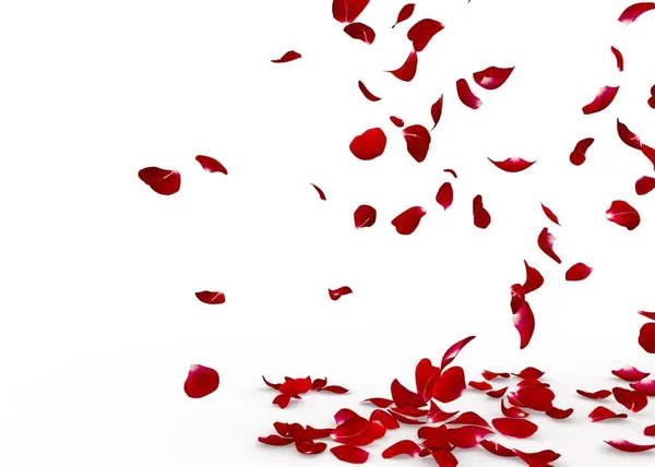 Rose petals fall to the floor — Stock Photo, Image