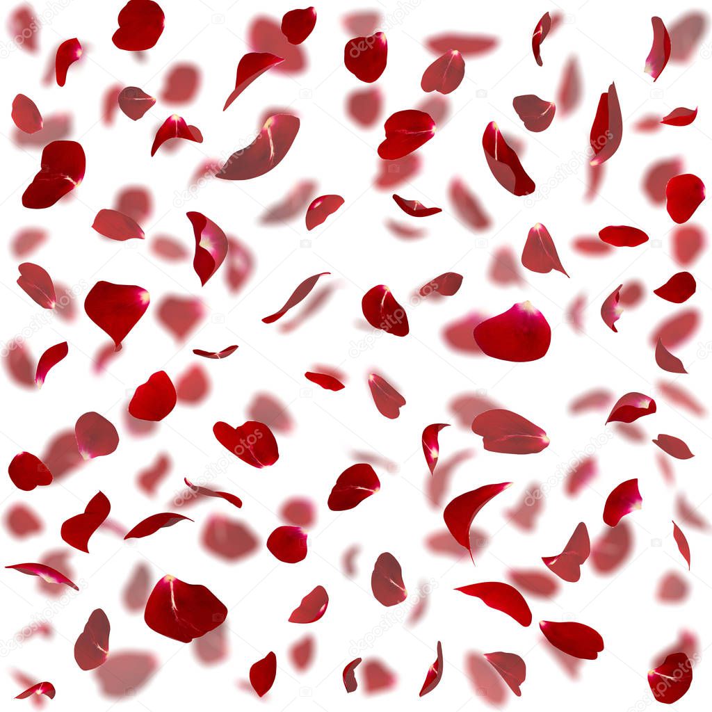 Seamless texture of red rose petals