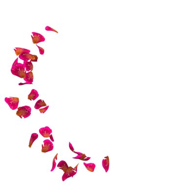 Kırmızı gül yaprakları bir daire içinde sinek. Fotoğraf ve metin için merkezi boş alan