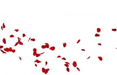 Kırmızı gül yaprakları bir daire içinde sinek. Fotoğraf ve metin için merkezi boş alan