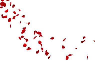 Kırmızı gül yaprakları bir daire içinde sinek. Fotoğraf ve metin için merkezi boş alan