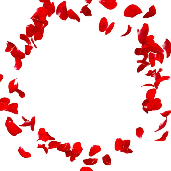 Red rose petals fly in a circle. The center free space for Your photos or text — Stock Photo, Image