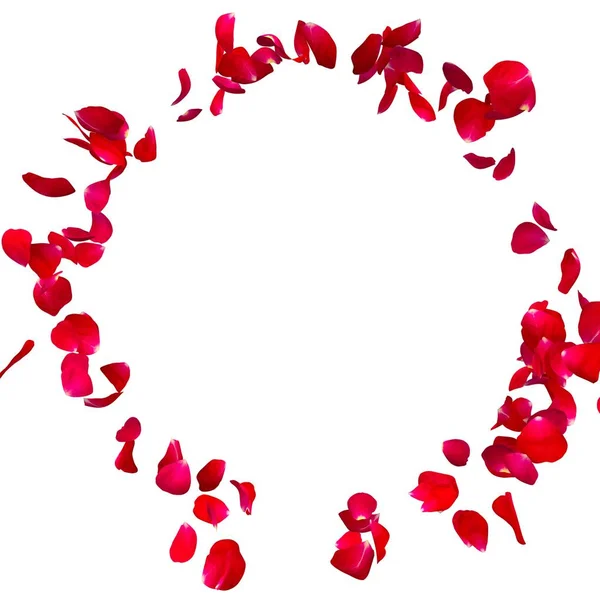 Red rose petals fly in a circle. The center free space for Your photos or text — Stock Photo, Image