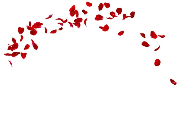 Red rose petals fly in a circle. The center free space for Your photos or text — Stock Photo, Image