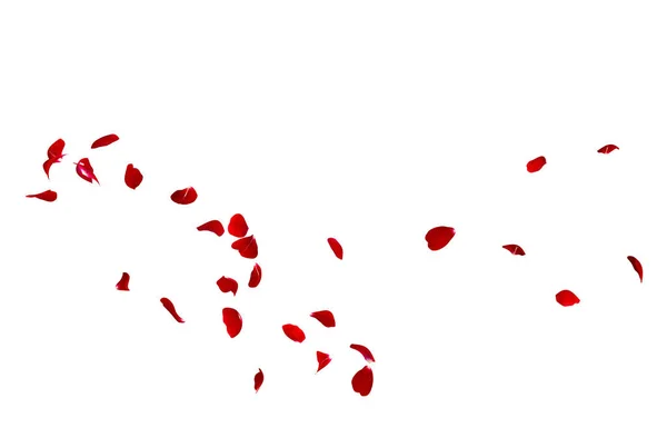 Rode rozenblaadjes vliegen in een cirkel. Het centrum van vrije ruimte voor uw foto's of tekst — Stockfoto