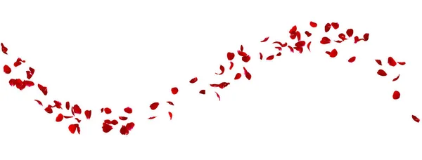 Los pétalos de rosa roja vuelan en círculo. El centro de espacio libre para sus fotos o texto —  Fotos de Stock