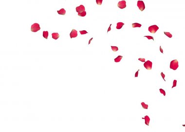 Kırmızı gül yaprakları bir daire içinde sinek. Merkezi boş alan fotoğraf ve metin için. İzole beyaz arka plan