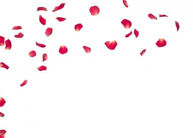 Kırmızı gül yaprakları bir daire içinde sinek. Merkezi boş alan fotoğraf ve metin için. İzole beyaz arka plan