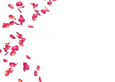 Kırmızı gül yaprakları bir daire içinde sinek. Fotoğraf ve metin için merkezi boş alan