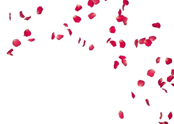 Los pétalos de rosa roja vuelan en círculo. El centro de espacio libre para sus fotos o texto. Fondo blanco aislado — Foto de Stock