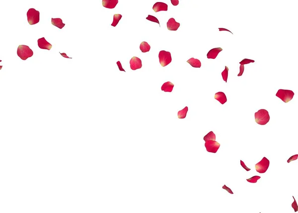 Röda rosenblad flyga i en cirkel. Det center med utrymmet för dina foton eller text. Isolerade vit bakgrund — Stockfoto