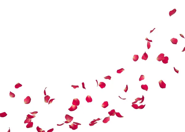 Czerwone płatki róż latać w kółko. Centrum wolnego miejsca na zdjęcia lub tekst. Na białym tle — Zdjęcie stockowe