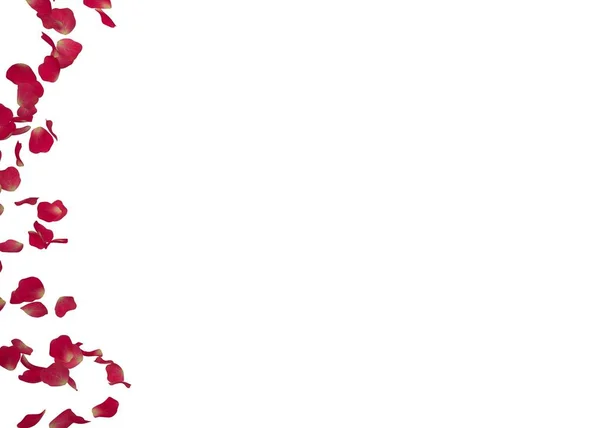 Röda rosenblad flyga i en cirkel. Det center med utrymmet för dina foton eller text. Isolerade vit bakgrund — Stockfoto