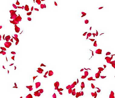 Kırmızı gül yaprakları bir daire içinde sinek. Fotoğraf ve metin için merkezi boş alan