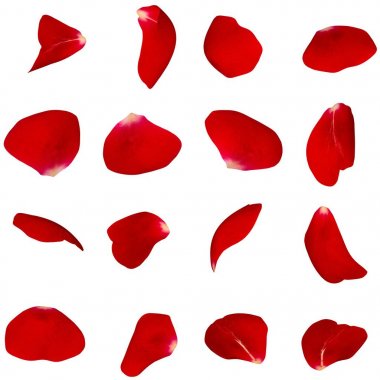 Bir dizi farklı açılardan kırmızı gül yaprakları