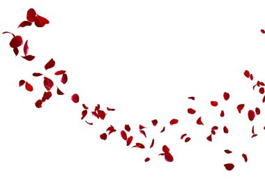 Koyu kırmızı gül yaprakları çok mesafe içine sinek