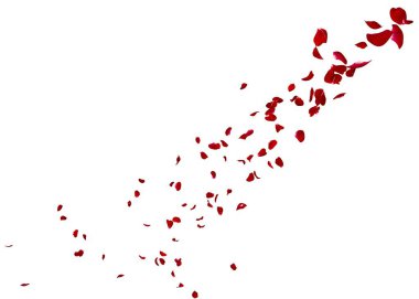 Koyu kırmızı gül yaprakları çok mesafe içine sinek