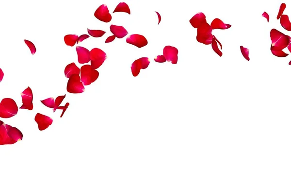 Röda rosenblad flyga i en cirkel. Det fria utrymmet för center för dina foton eller text — Stockfoto