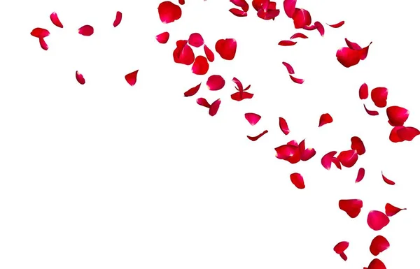 红玫瑰花瓣在圆圈中飞舞。您的照片或文本的中心可用空间 — 图库照片