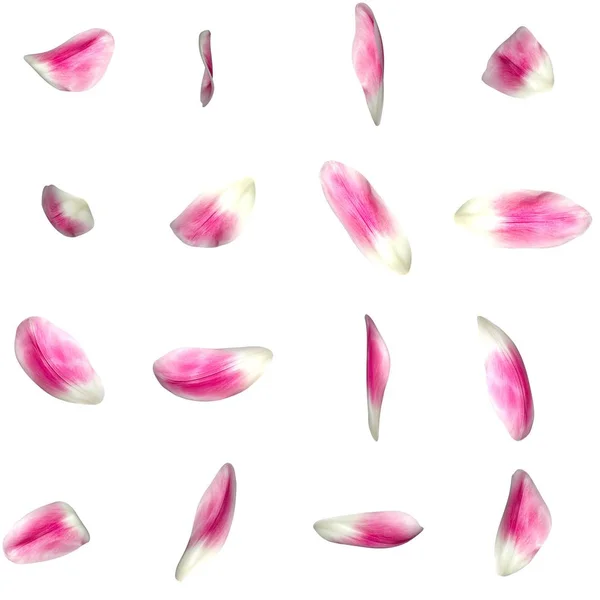 Un ensemble de pétales de tulipes rouges sous différents angles — Photo
