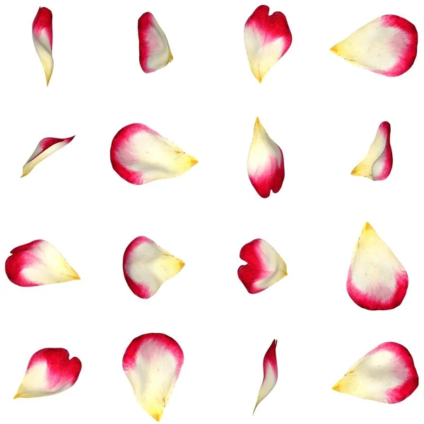 Bir dizi farklı açılardan kırmızı gül yaprakları — Stok fotoğraf