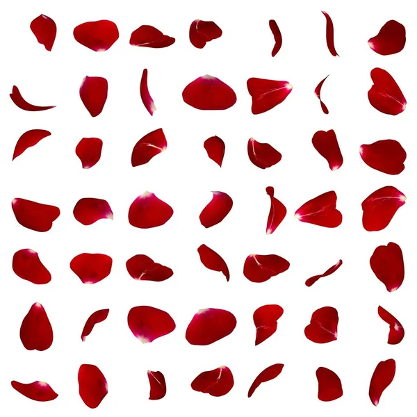 A big set of red rose petals in different angles — Stock Photo, Image