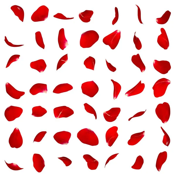 Un grand ensemble de pétales de rose rouge sous différents angles — Photo