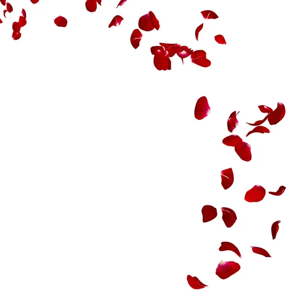 The petals of a dark red rose fly far into the distance — Stock Photo, Image