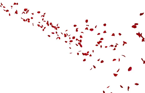 A szirmok, sötét piros rózsa repülni messze a távolba — Stock Fotó