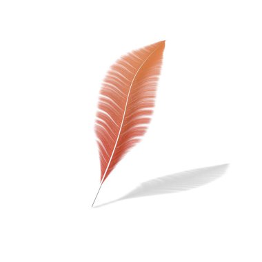 Beyaz izole arka planda bir tüy