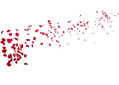 Koyu kırmızı gül yaprakları çok mesafe içine sinek