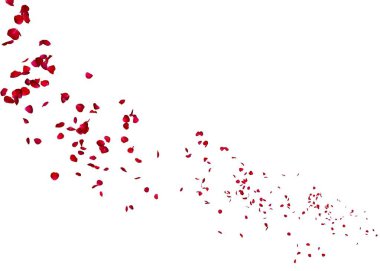 Koyu kırmızı gül yaprakları çok mesafe içine sinek